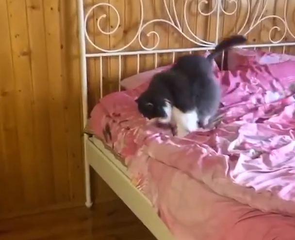 Gato gordo bajando de la cama