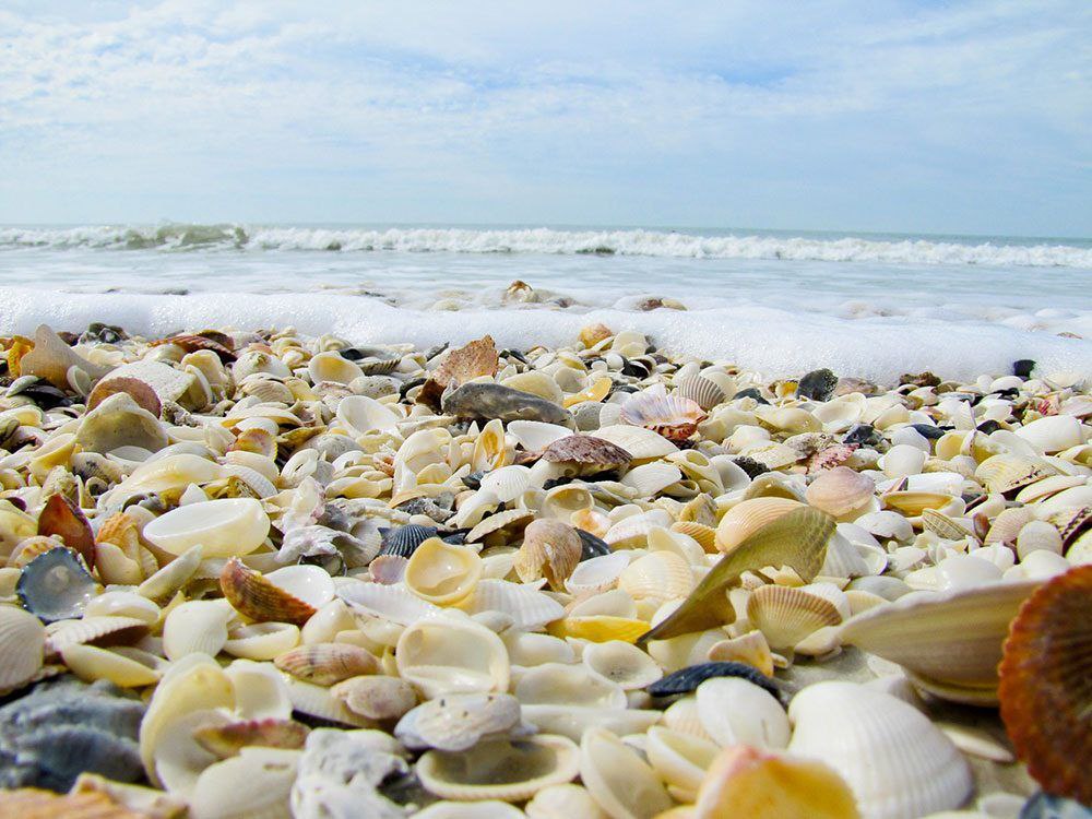 Shell island. Санибел. Пляж Санибель. Кораллы на пляже Таиланд. Shell Beach movie 13.