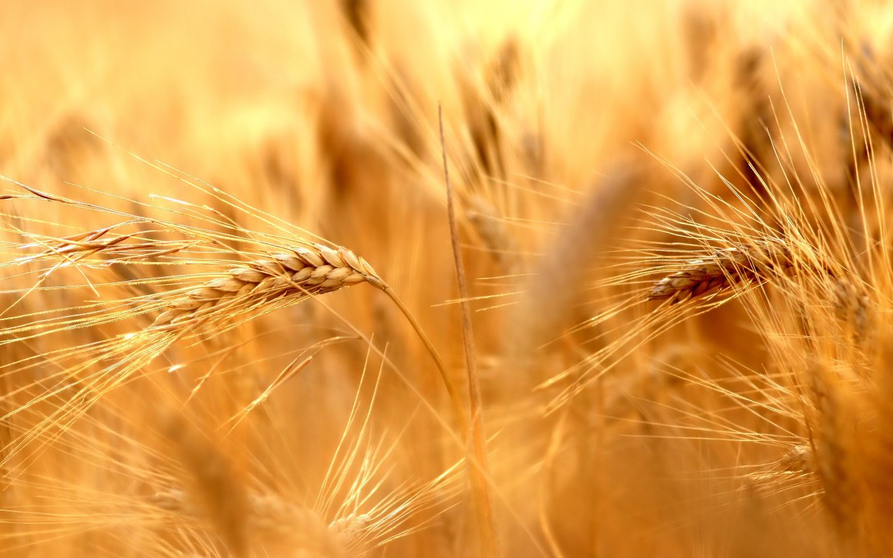 Из-за коронавируса мировые цены на зерно сильно упали