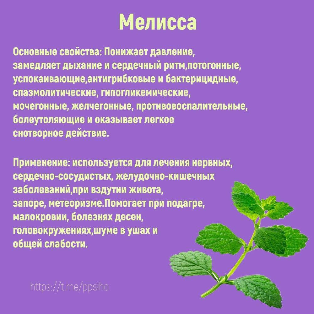 Польза мелиссы