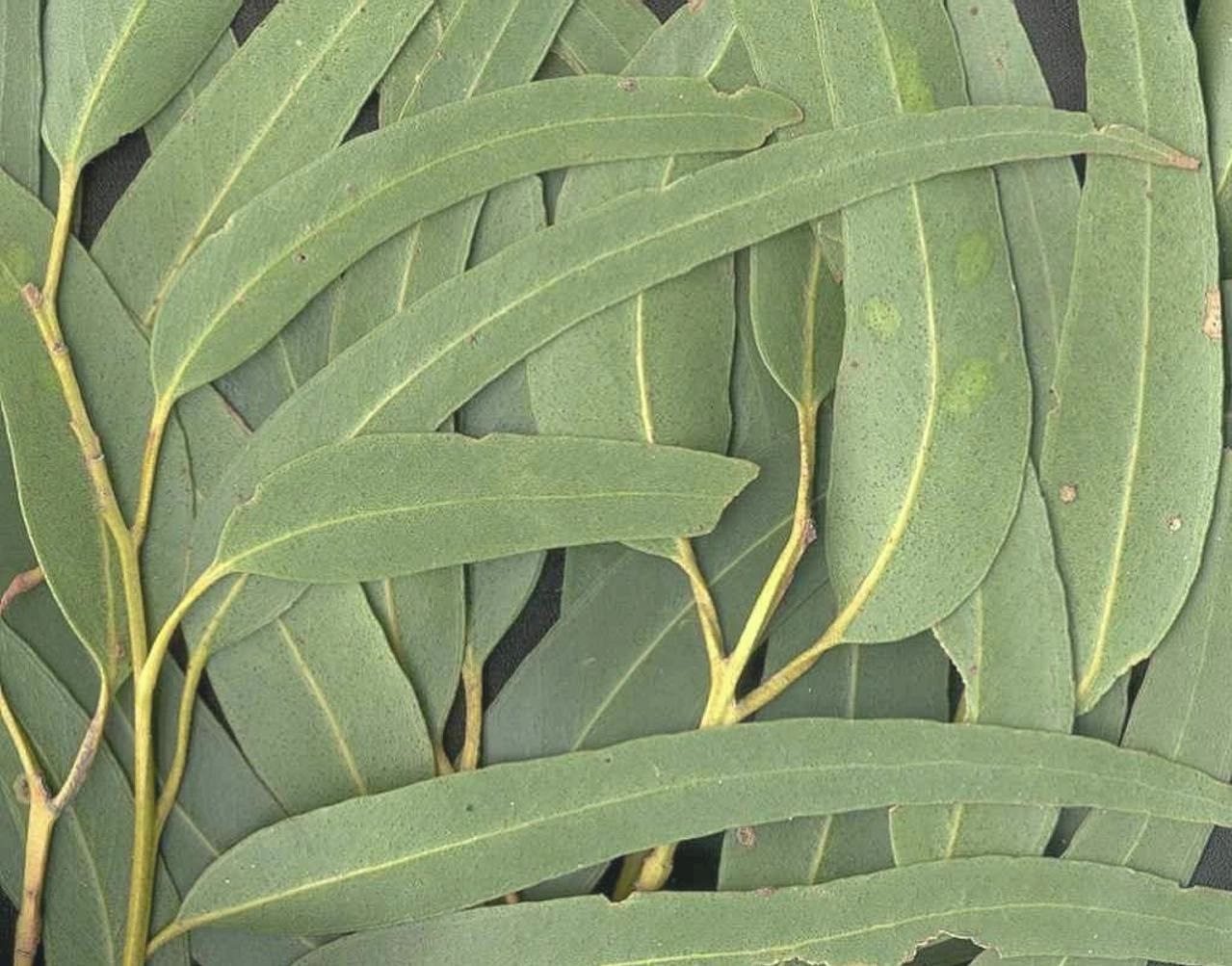 Эвкалипт прутовидный листья