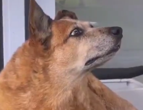 Cuando tu perro escucha la discusión