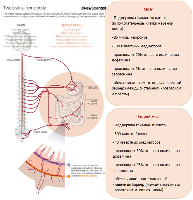 Кишечник второй мозг человека. Ось кишечник мозг микробиота. Связь между кишечником и мозгом. Желудок второй мозг человека.