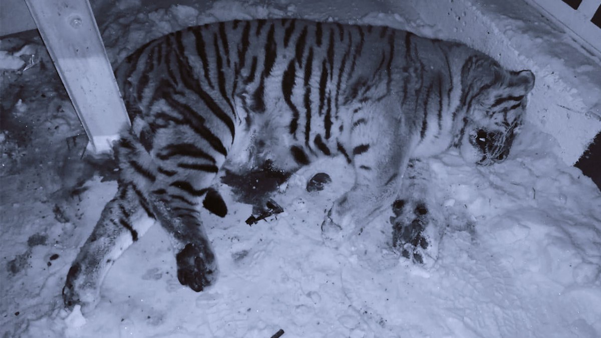 2,5 млн заплатило РЖД за сбитого на ж/д путях амурского тигра