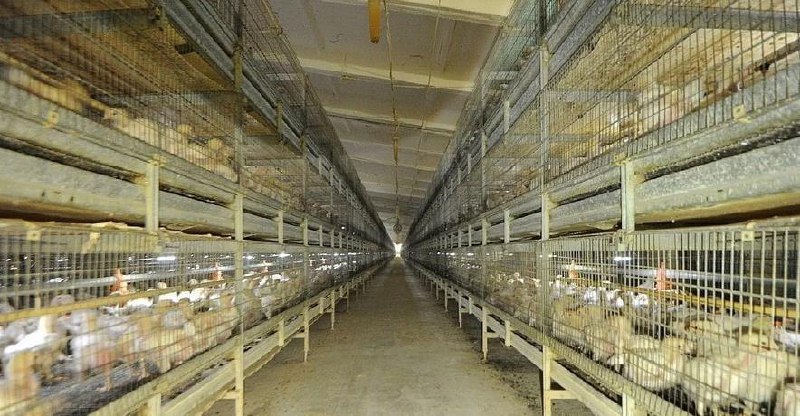 Суд приостановил работу птицефабрики холдинга «Равис»