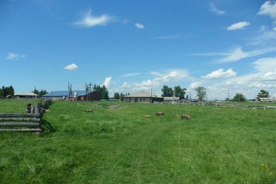 Деревня колбаса. Новосибирские колбасы торговая площадь. Деревня колбаса новосибирской. Деревня колбаса. Мясо колбасы.