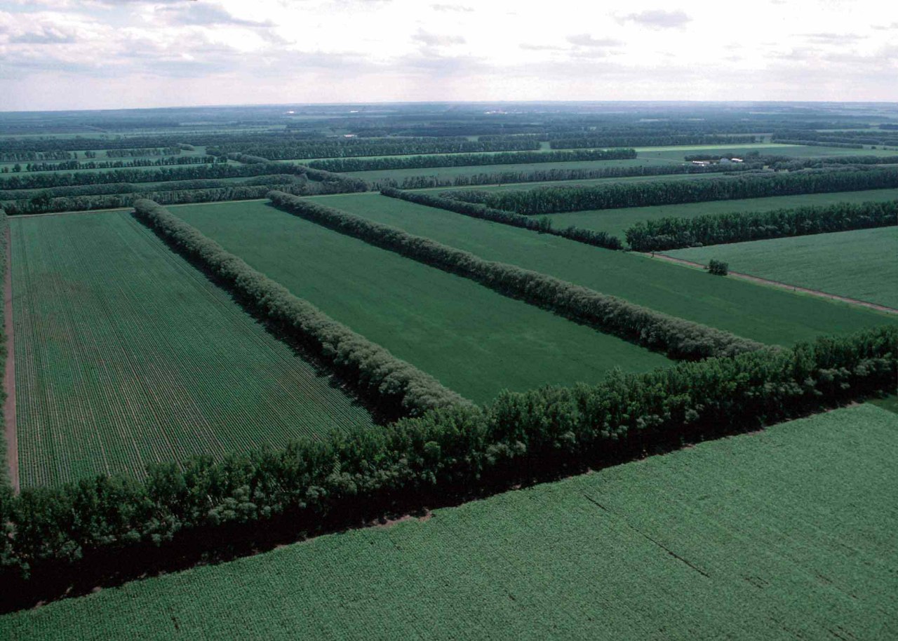Владельцев земли обязали содержать мелиоративные защитные лесополосы