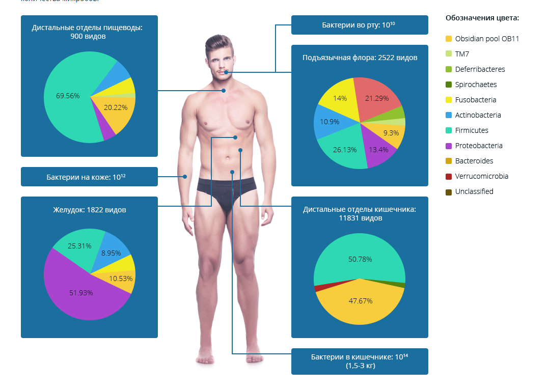 Теле велика. Где больше всего бактерий у человека. Количество микроорганизмов в человеке. Сколько микроорганизмов в теле человека. Количество бактерий в организме человека.