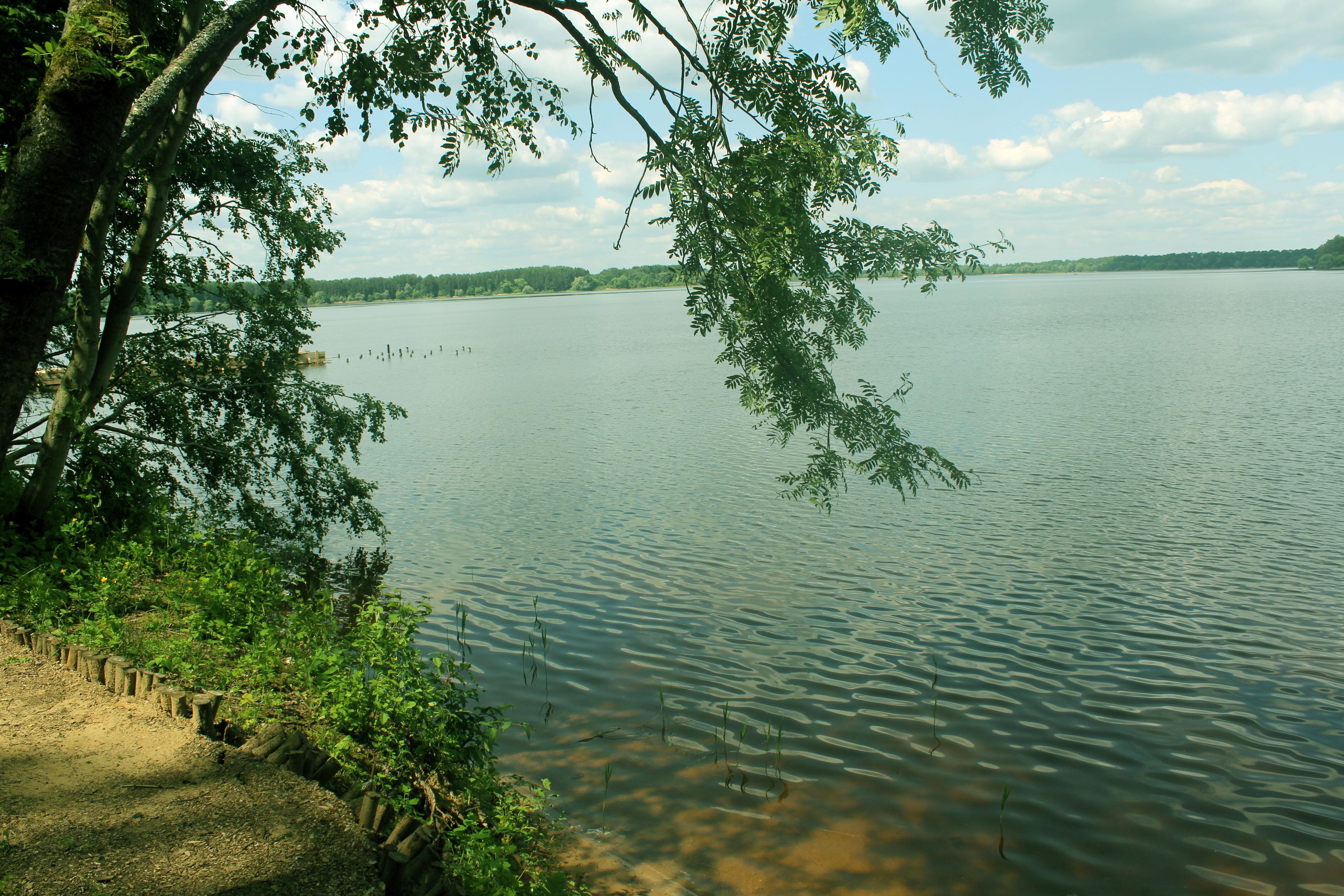 Берег истринского водохранилища. Полуторка на водохранилище Лечищево. Истринское водохранилище Лечищево фото. Какой пляж в д.Лечищево.