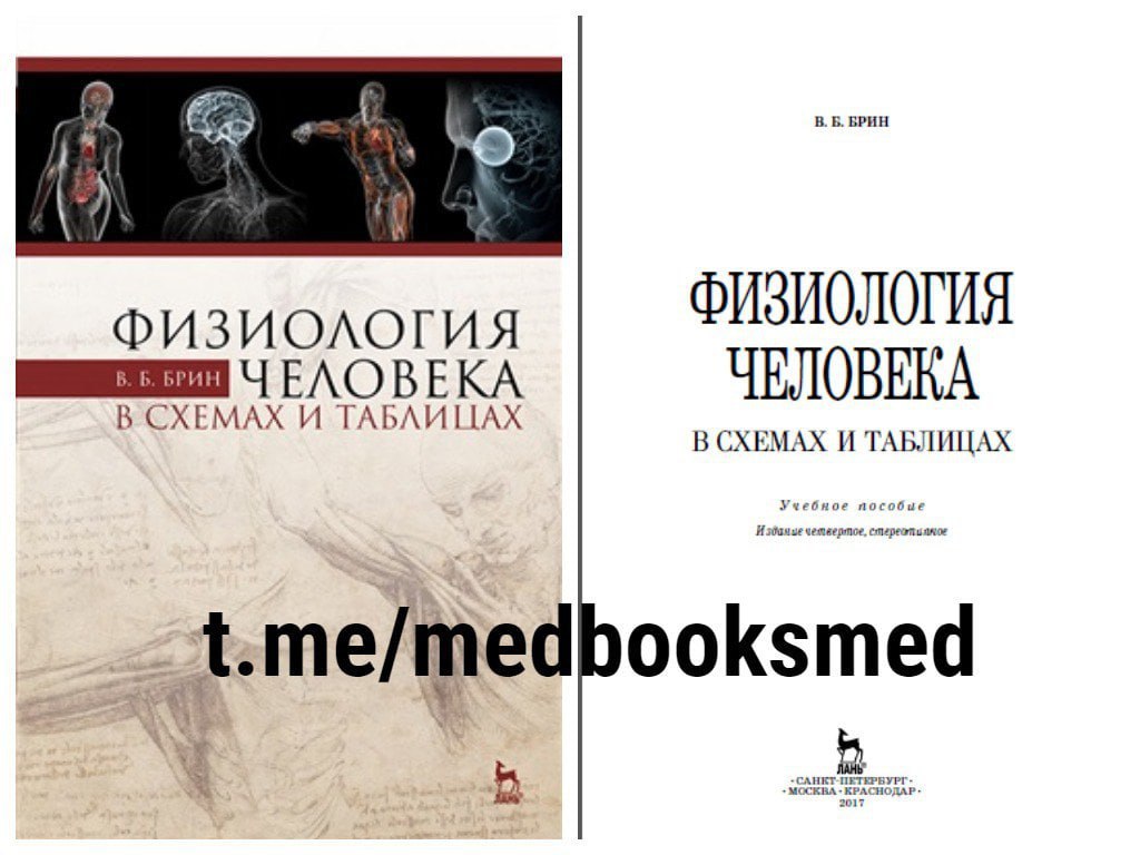 Брин в б физиология человека в схемах и таблицах