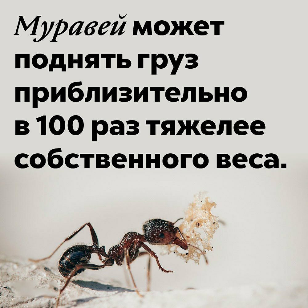 Во сколько раз муравей поднимает вес. Что может поднять муравей. Сколько может поднять муравей. Муравей может поднять вес. Интересные и смешные факты о муравьях.