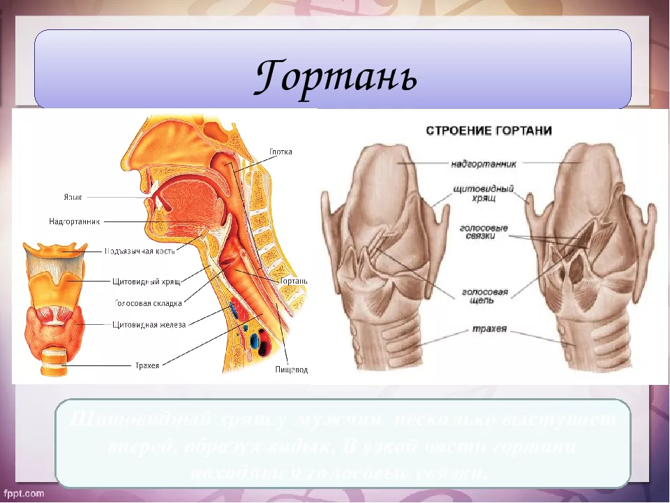 Легкие гортань. Строение голосового аппарата гортани. Строение певческого голосового аппарата. Строение гортани вокал. Строение голоса речевого аппарата.