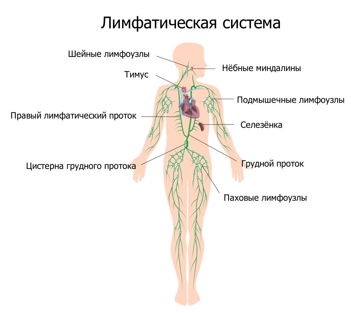 Лимфатическая система это