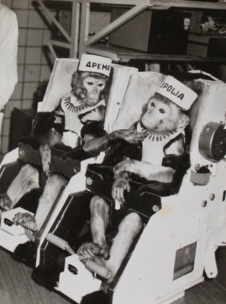 Первая обезьяна полетевшая в космос. Обезьяны Эйбл и Мисс Бейкер в космосе. Полет обезьяны в космос Абрек и Бион. Обезьяны космонавты СССР.