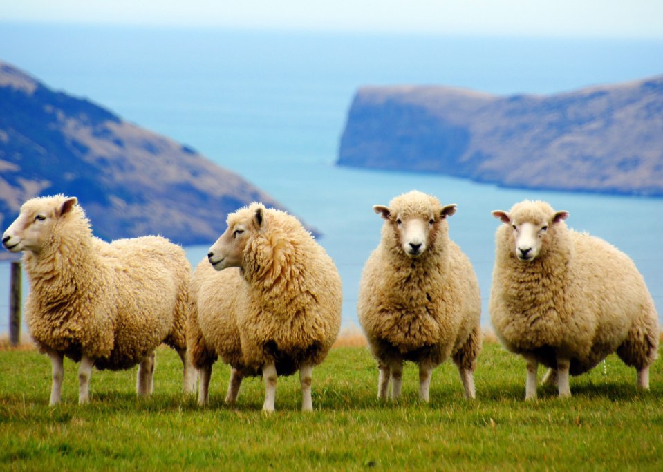 Новозеландских фермеров обяжут платить за выделяемые животными газы и навоз