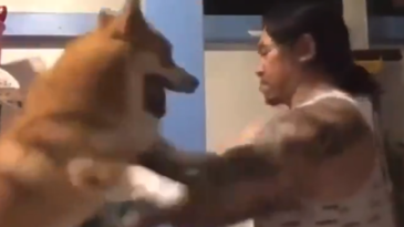 Cómo entrenar karate con tu perro