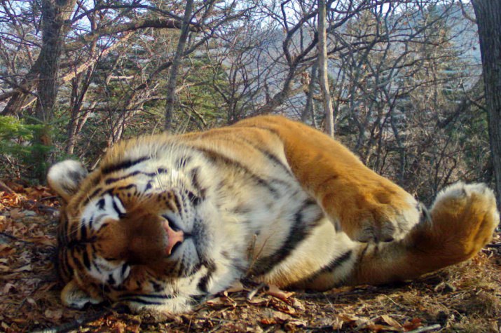 Знаменитый тигр умер в зоосаде под Хабаровском