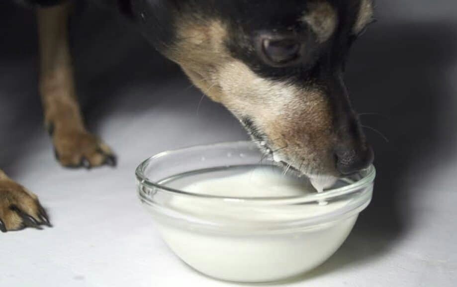 Щенки пьют молоко. Собачье молоко. Собака ест сметану. Собака пьет молоко. Собачка кефирчик.