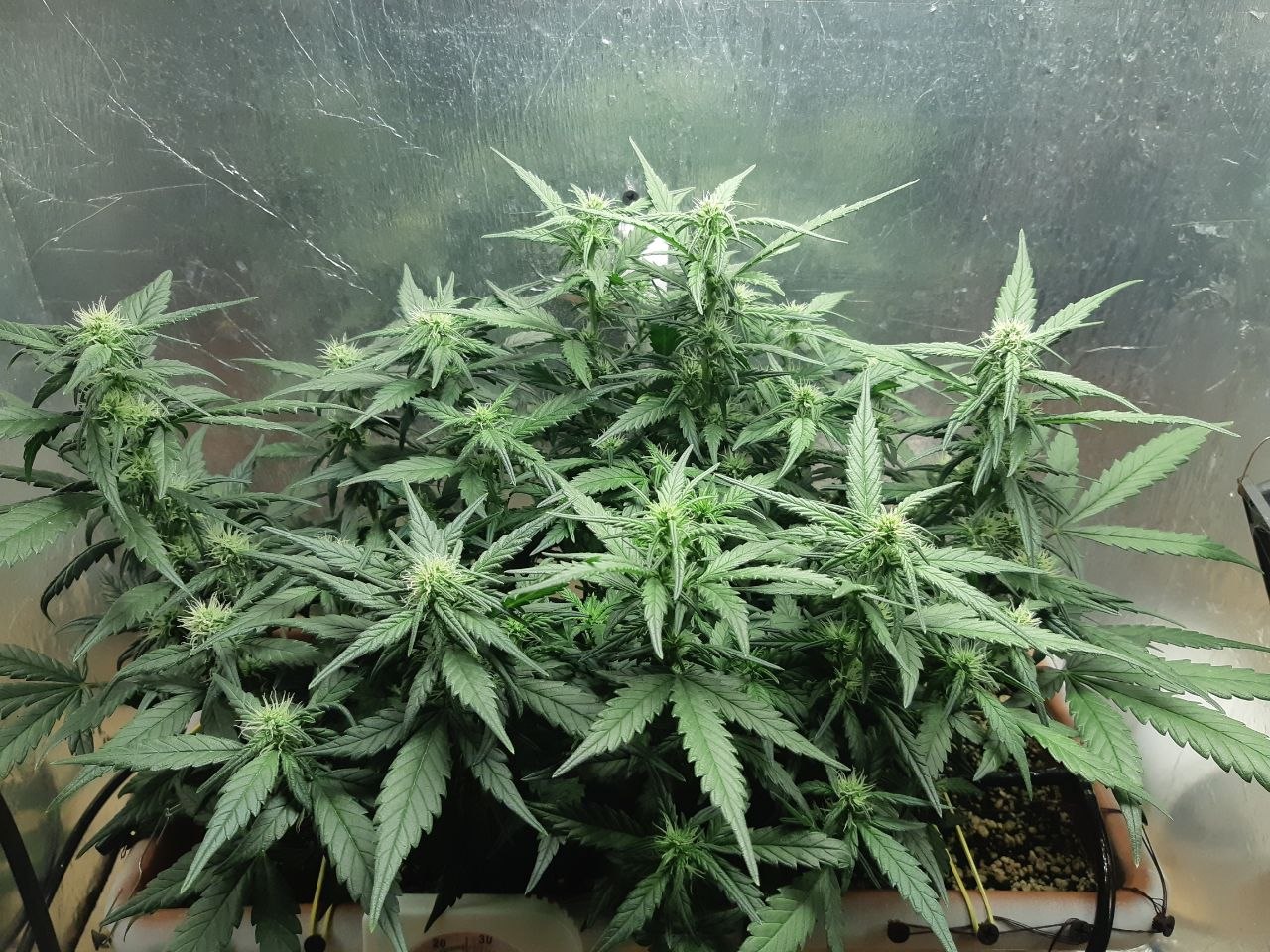 Speed auto. Сорт Speed auto fem Sweet Seeds. Speed auto Sweet Seeds гроурепорт. Speed auto семяныч Sweet Seeds. Семена конопли Speed auto (Sweet Seeds).