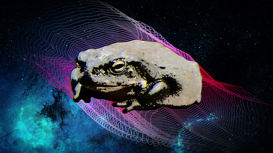 Буфо Альвариус - жаба меняющая сознание. – Telegraph