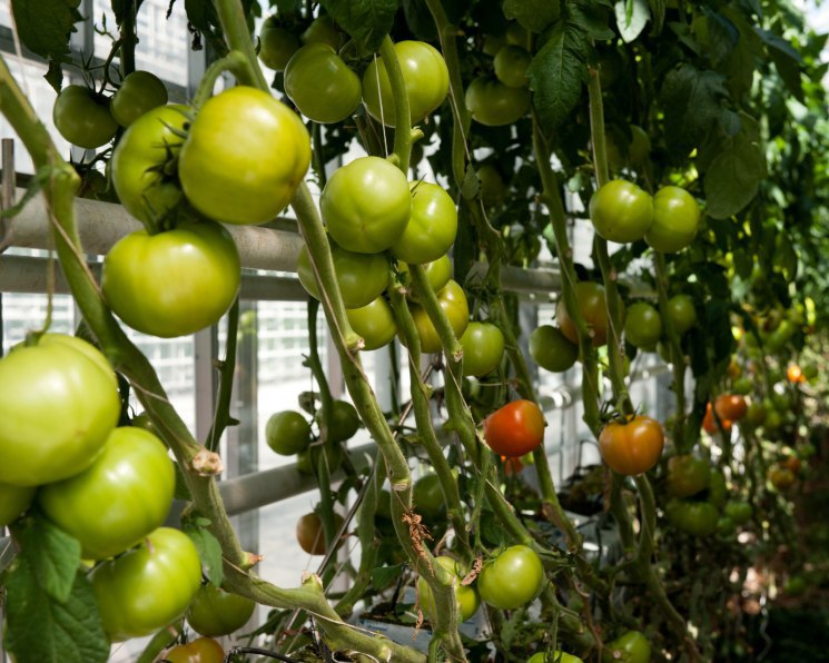 «Эко-культура» и «Гавриш» будут производить семена светокультурных гибридов томатов и огурцов