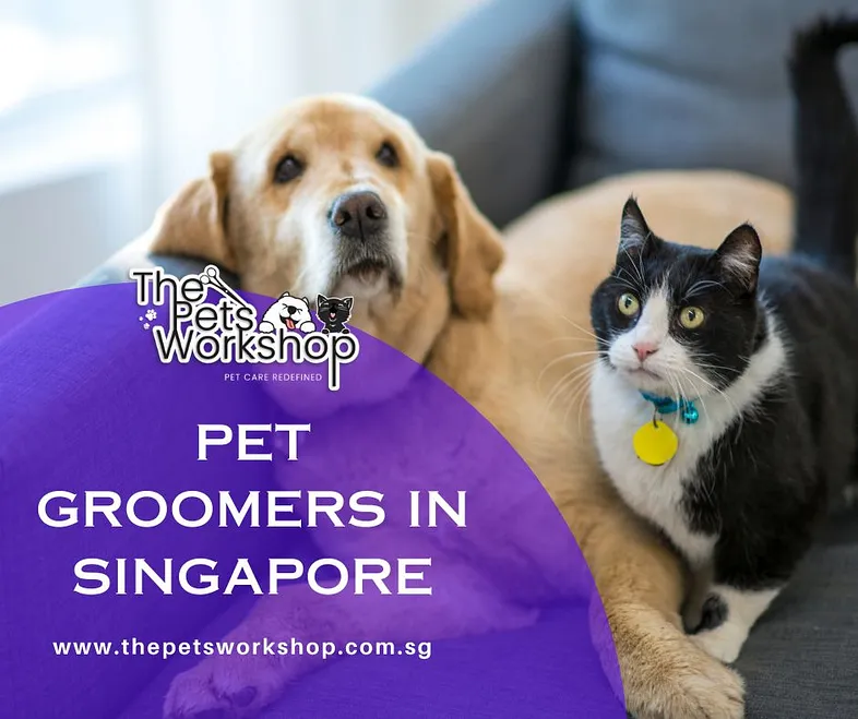 Professional pet groomers Singapore -The Pets Workshop – Telegraph