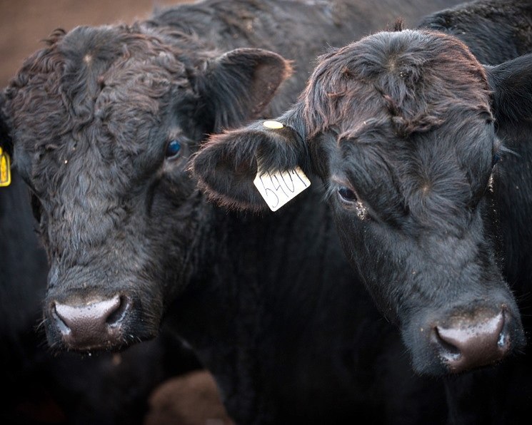 Поголовье специализированного мясного скота в РФ к 1 июля выросло на 8,4%