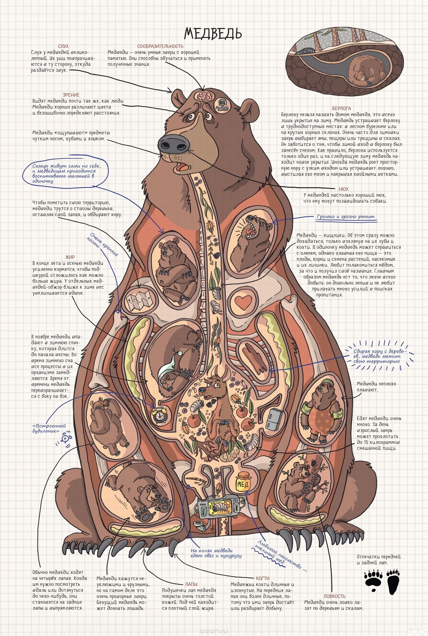 Особенности внутреннего строения медведя. Внутреннее строение бурого медведя. Анатомия медведя внутренние органы. Анатомия бурого медведя внутреннее строение. Анатомия медведя пищеварительная система.