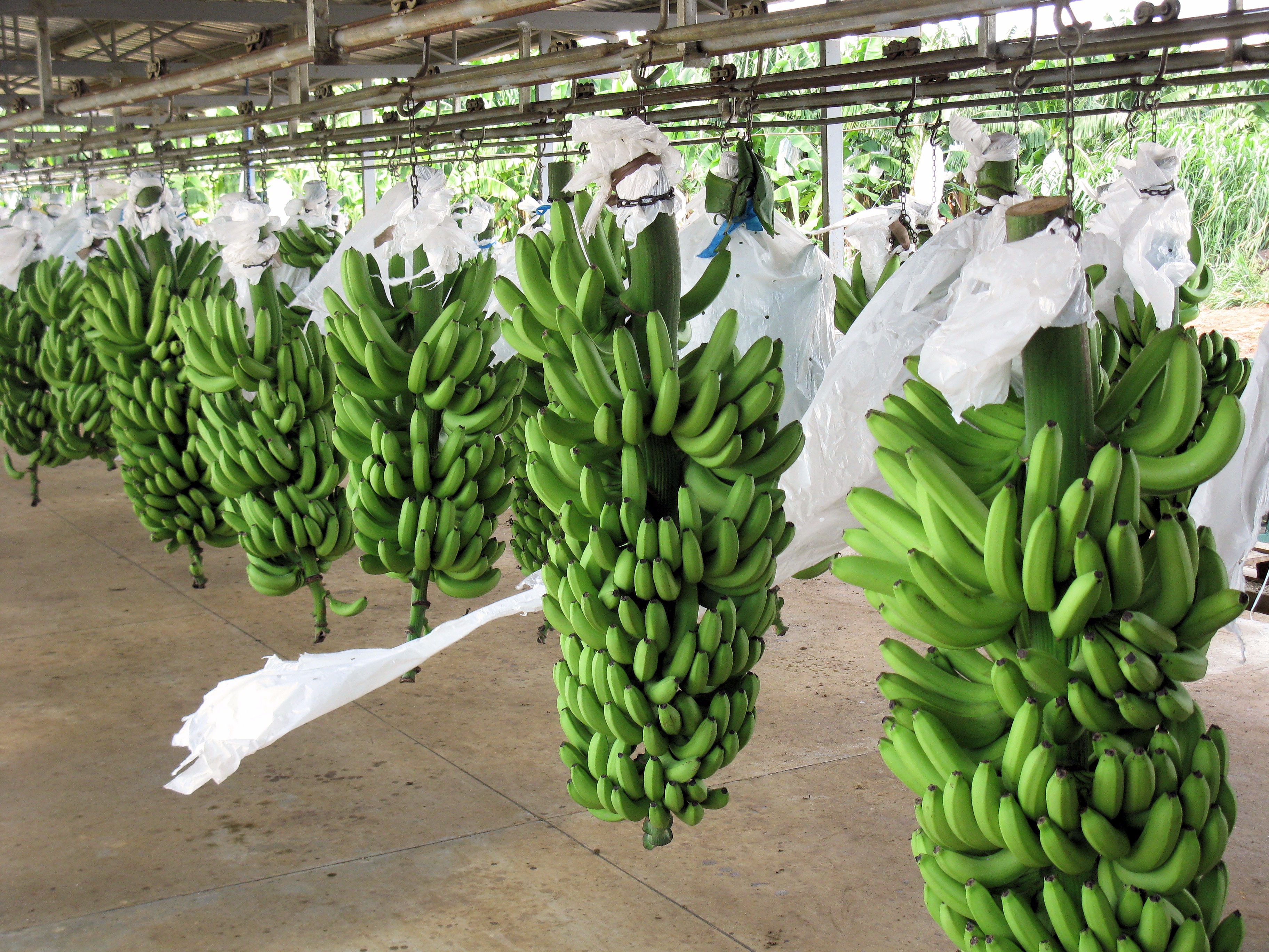 Страны выращивающие бананы. Банановые плантации в Эквадоре. Плантации бананов в Эквадоре. Эквадор бананы плантации. Фазенда Сан Себастьян бананы.
