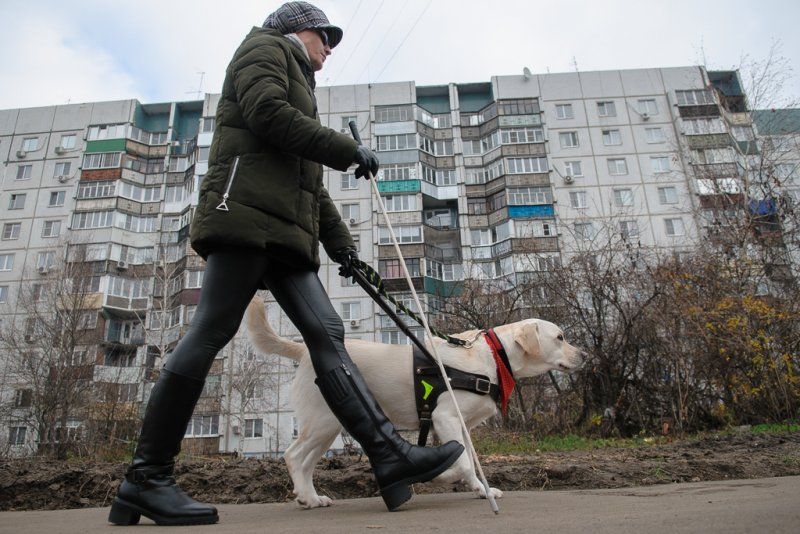 Когда день собак в 2024. Собака поводырь. Собака поводырь с хозяином. День собак поводырей. Собака поводырь для слепых.