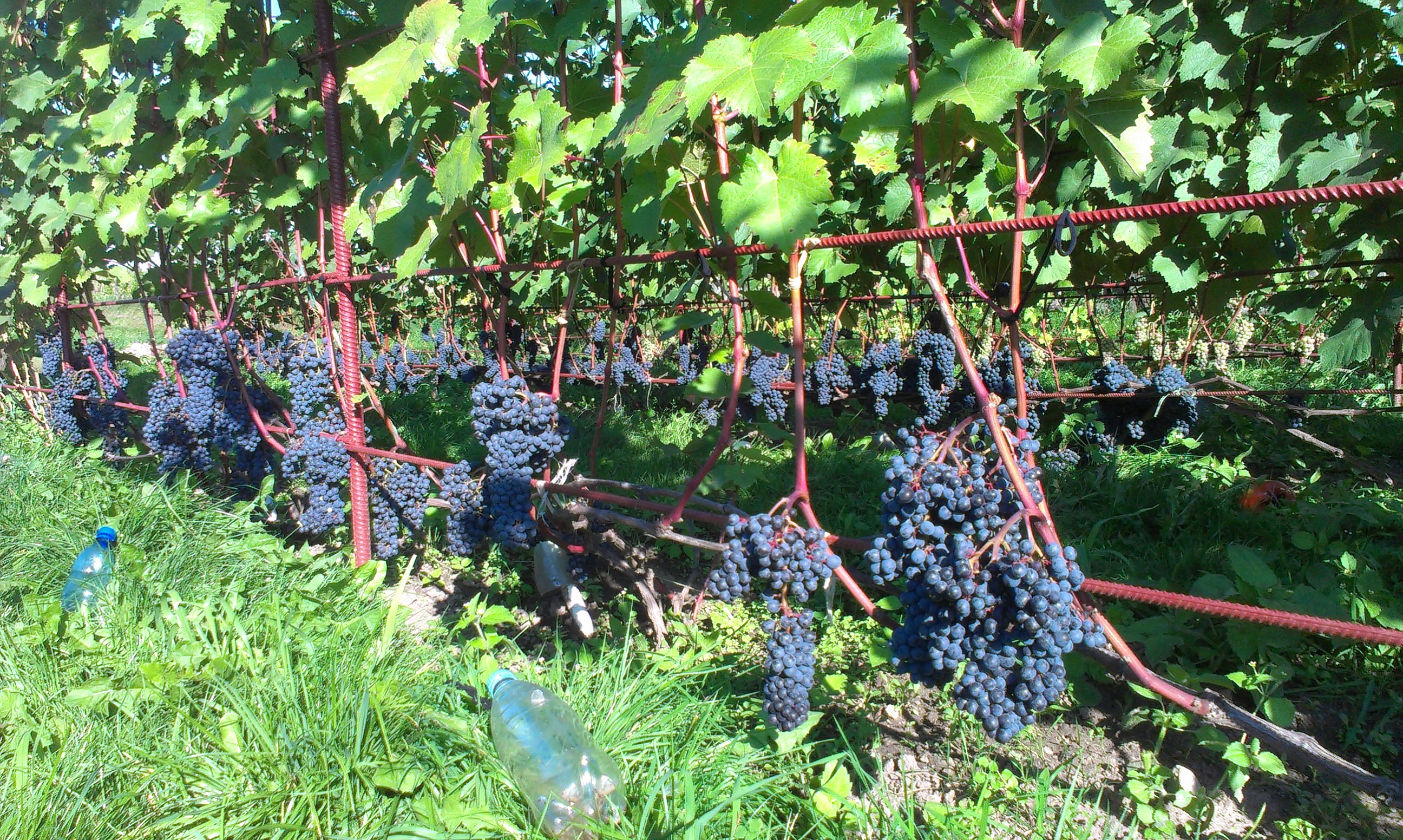 Виноград виноград красень