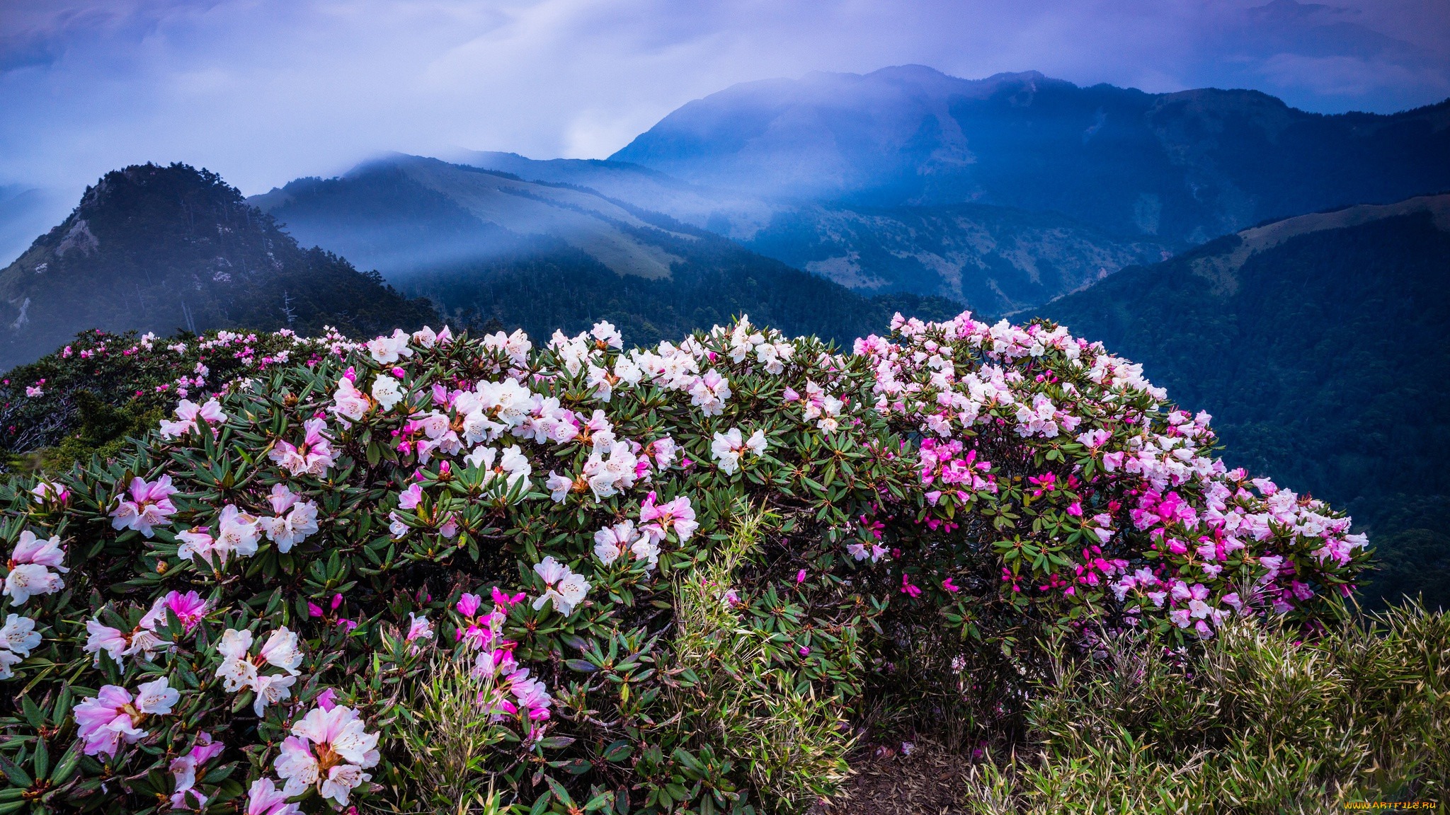 Flowery mountain sect. Рододендрон Саган дайля. Саган дайля цветы. Цветет рододендрон Саяны. Саган дайля в горах.