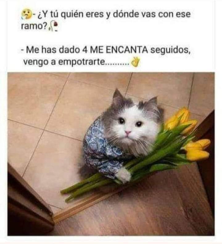 Los creadores de contenido