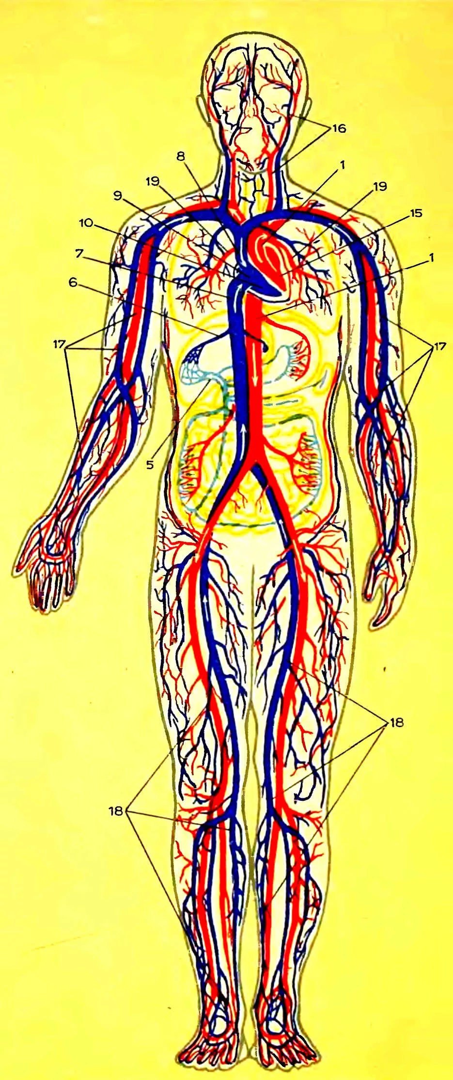 Самая большая вена у человека где находится. Венозная система человека анатомия схема. Система артерий человека анатомия. Артериальная и венозная система анатомия. Венозная система кровообращения человека схема.