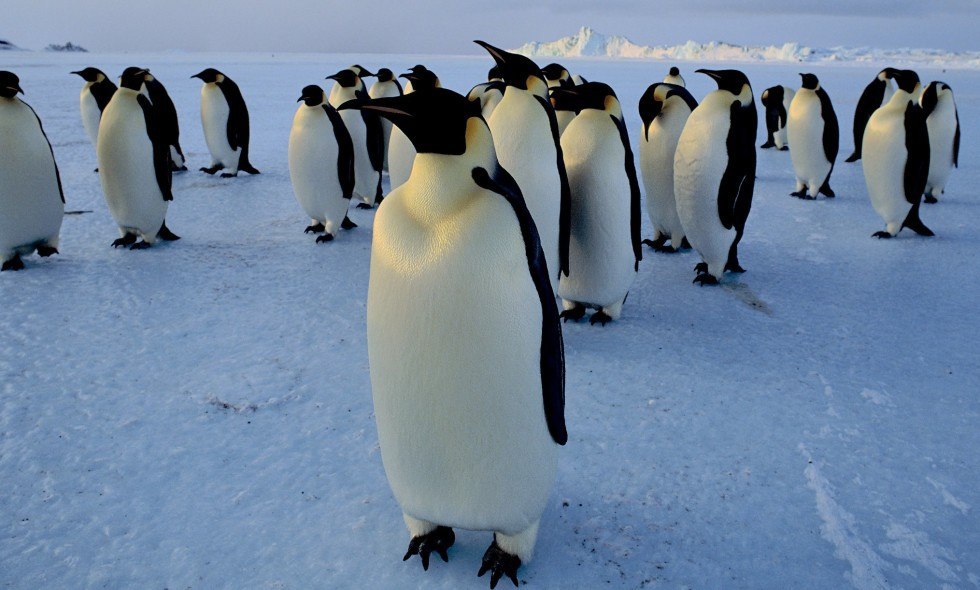 Почему медведи не охотятся на императорских пингвинов. Пингвины на севере. Пингвины в Арктике. Белый медведь и Пингвин. Пингвины на Северном полюсе.