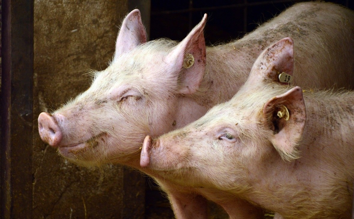 «Агрокомплекс» вошел в топ-20 производителей свинины