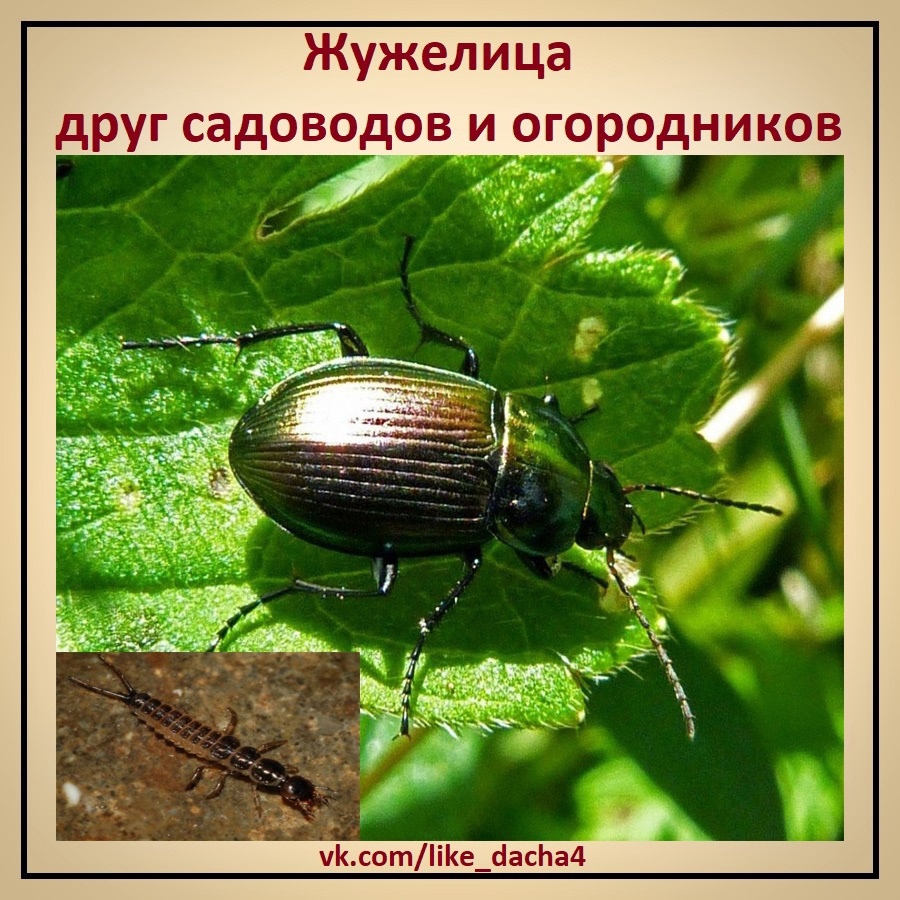 Какой тип развития характерен для сверчка домового изображенного на рисунке 1 обоснуйте свой ответ