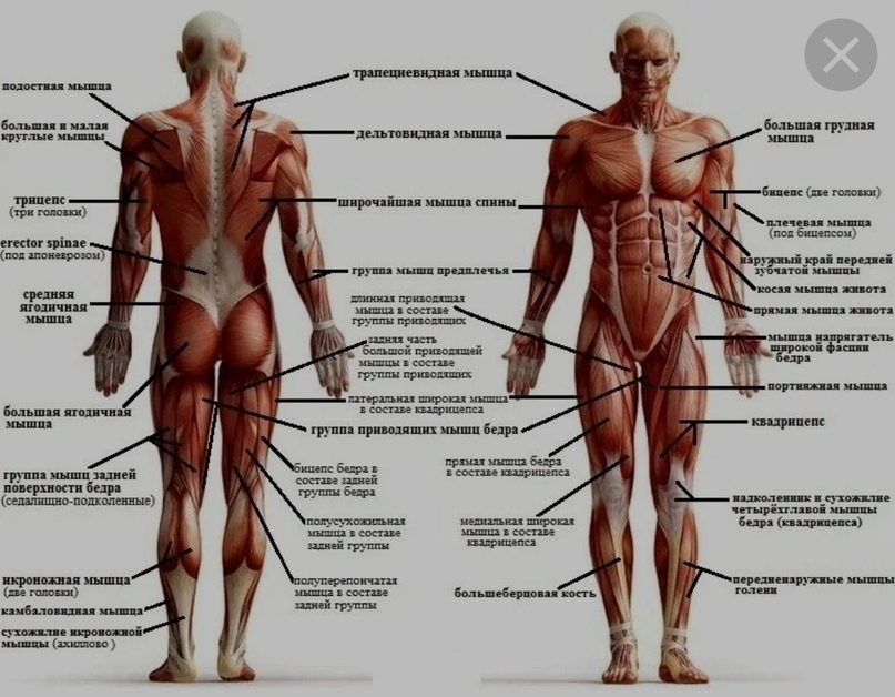 Передняя часть человека. Строение человека мышцы анатомия. Мышечная система человека мышцы их строение и функции.