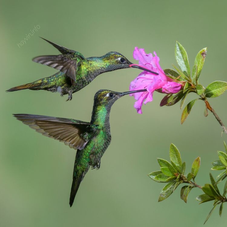 Ismerje meg a kolibri kertjében tett látogatásának jelentését és fontosságát