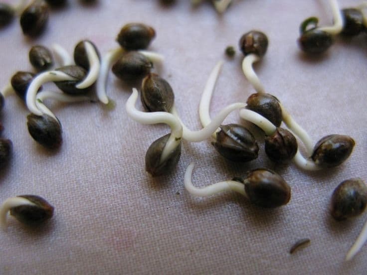 Как правильно садить семена конопляные конопля высушивает семя