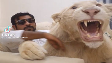 Un león como mascota