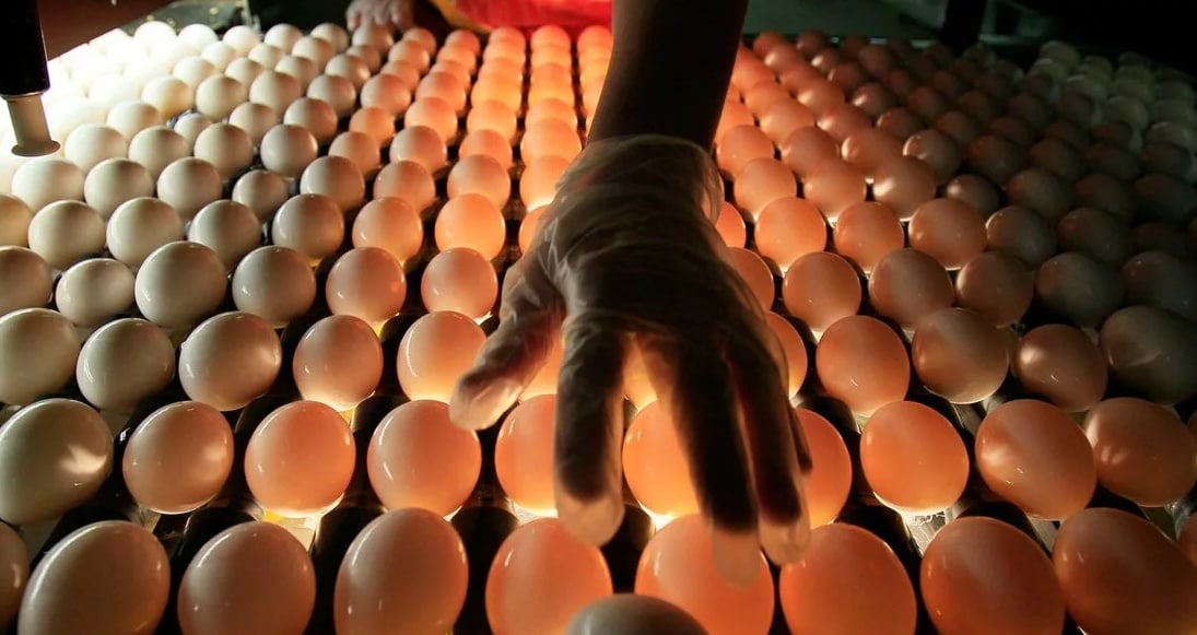 Россия возобновила ввоз инкубационных яиц с пяти ферм Нидерландов