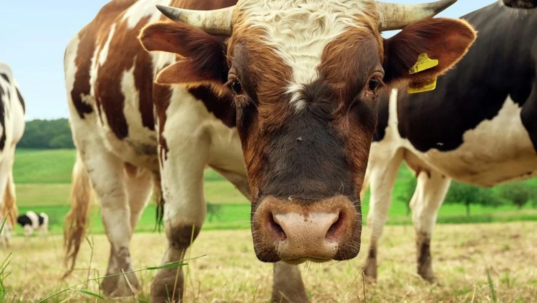 Эмбриональный центр по разведению быков могут открыть в Удмуртии