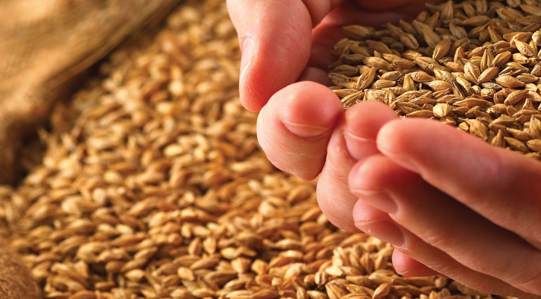 Уральцы предложили новый способ обработки зерна для улучшения качества