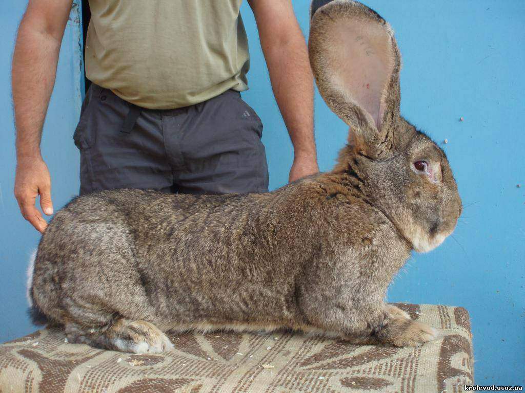 Самый большой заяц в мире вес фото