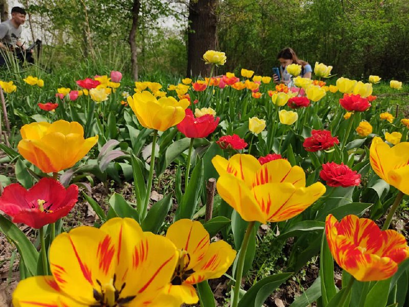 Фестиваль цветения садов пройдёт в Хабаровске 