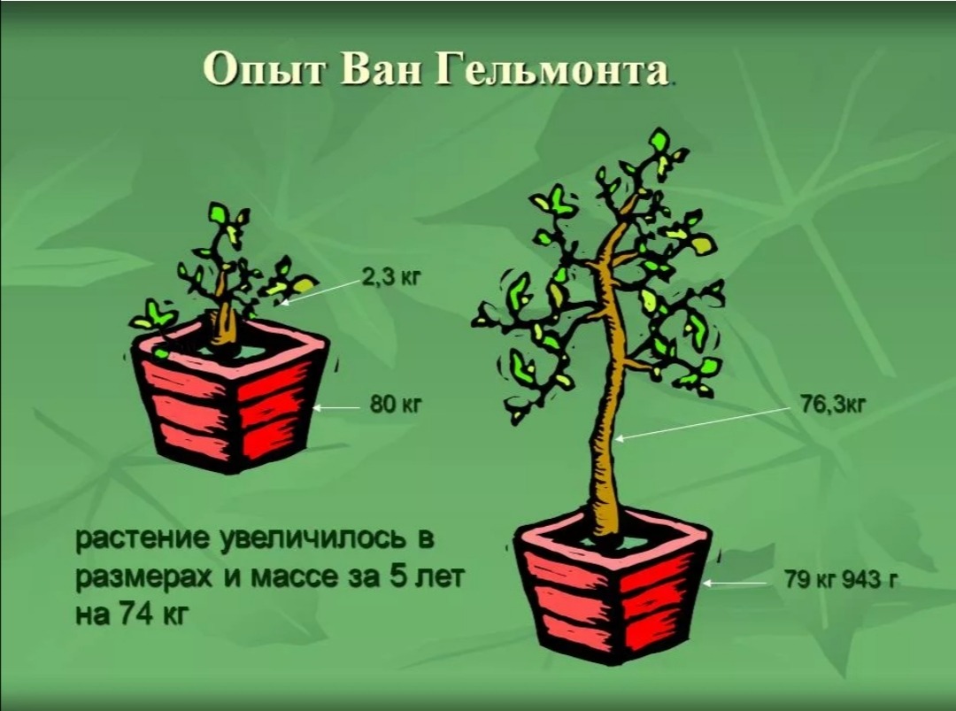 Дерево опыта. Опыт Ван Гельмонта. Эксперимент Гельмонта фотосинтез. Эксперимент Ян Баптиста Ван Гельмонта. Ян Ван Гельмонт фотосинтез.