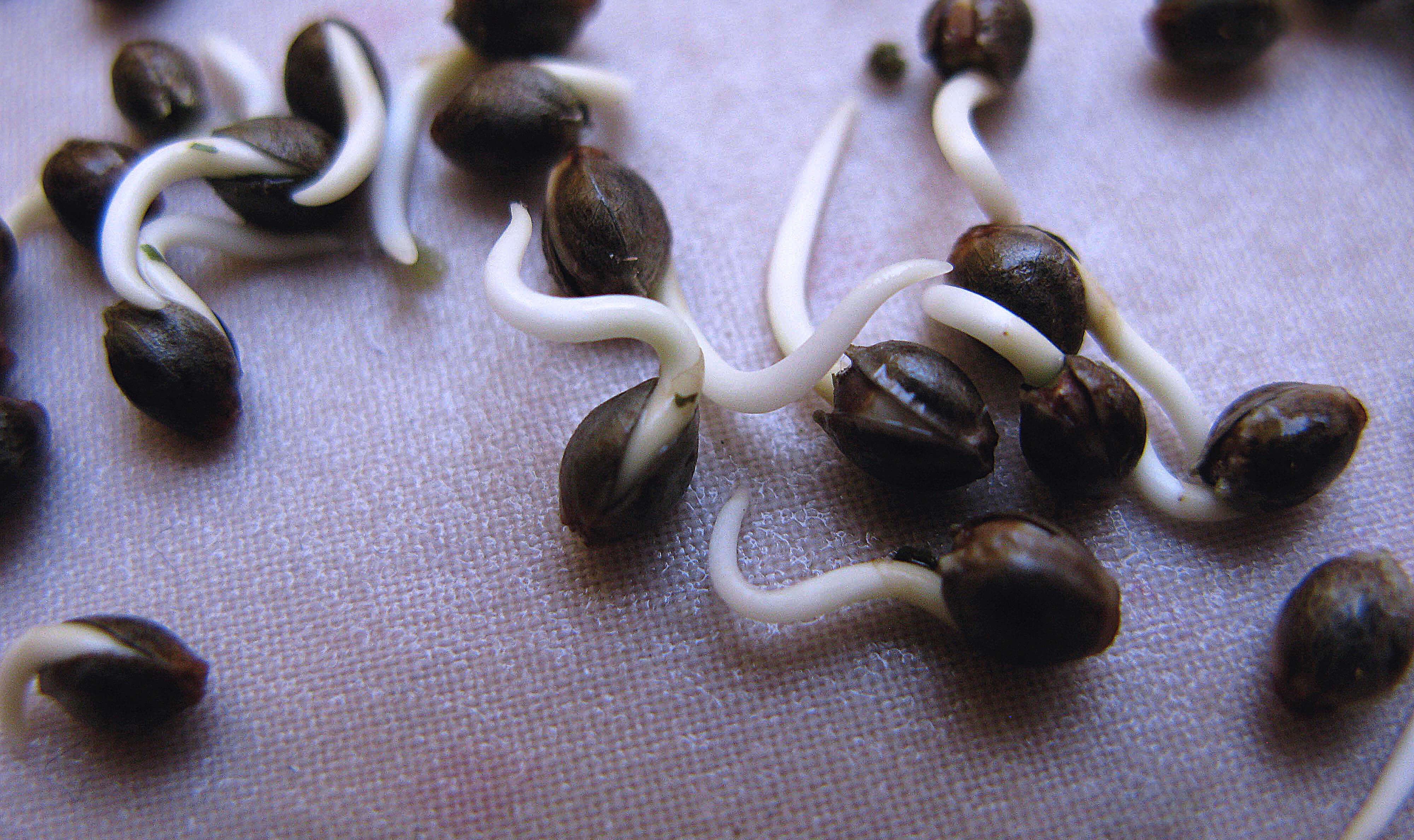 Семена конопли и проращивание отзывы о chanel hydra beauty