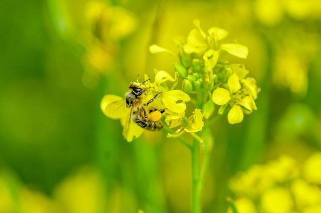 Минсельхоз: гибель пчел в 2019 году не является чрезвычайной ситуацией