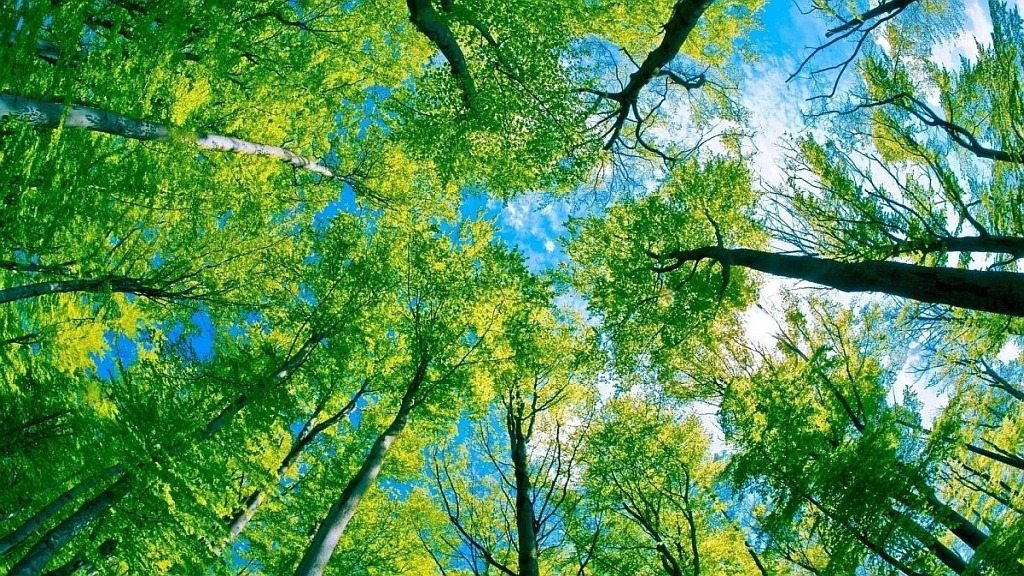 СберСтрахование жизни для восстановления лесного массива высадила более 2 тыс. сосен
